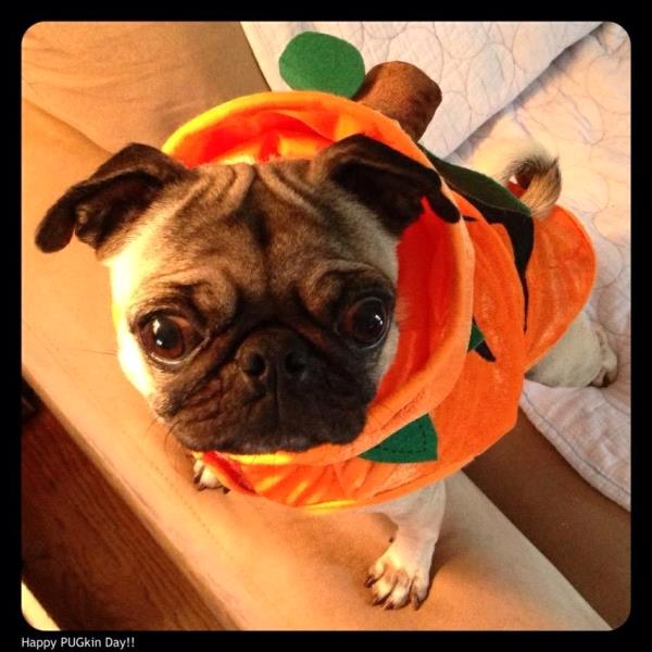 /Images/uploads/PUG NATION RESCUE OF LOS ANGELES/pugnationcalendar/entries/2435thumb.jpg